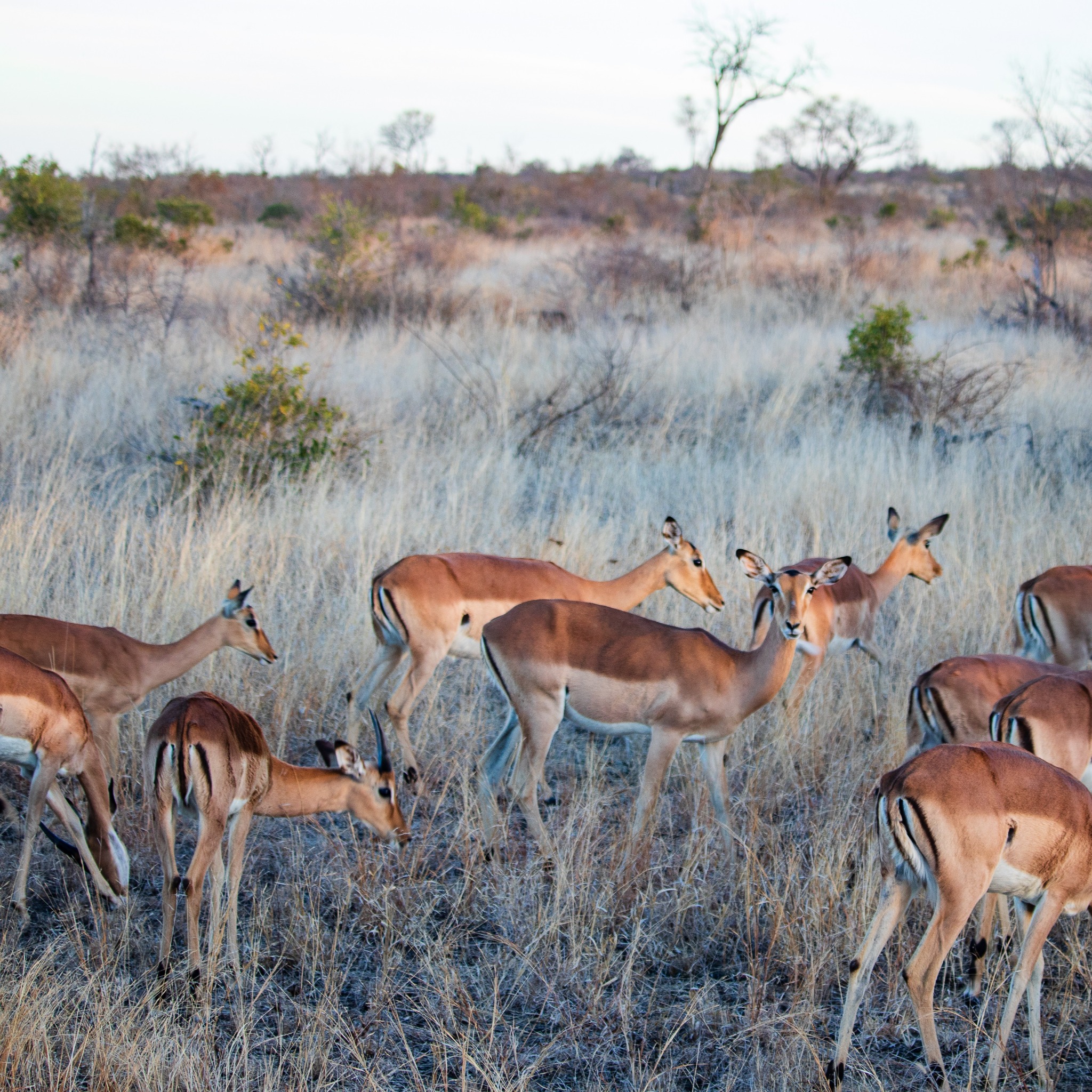 African safari landscape with wildlife